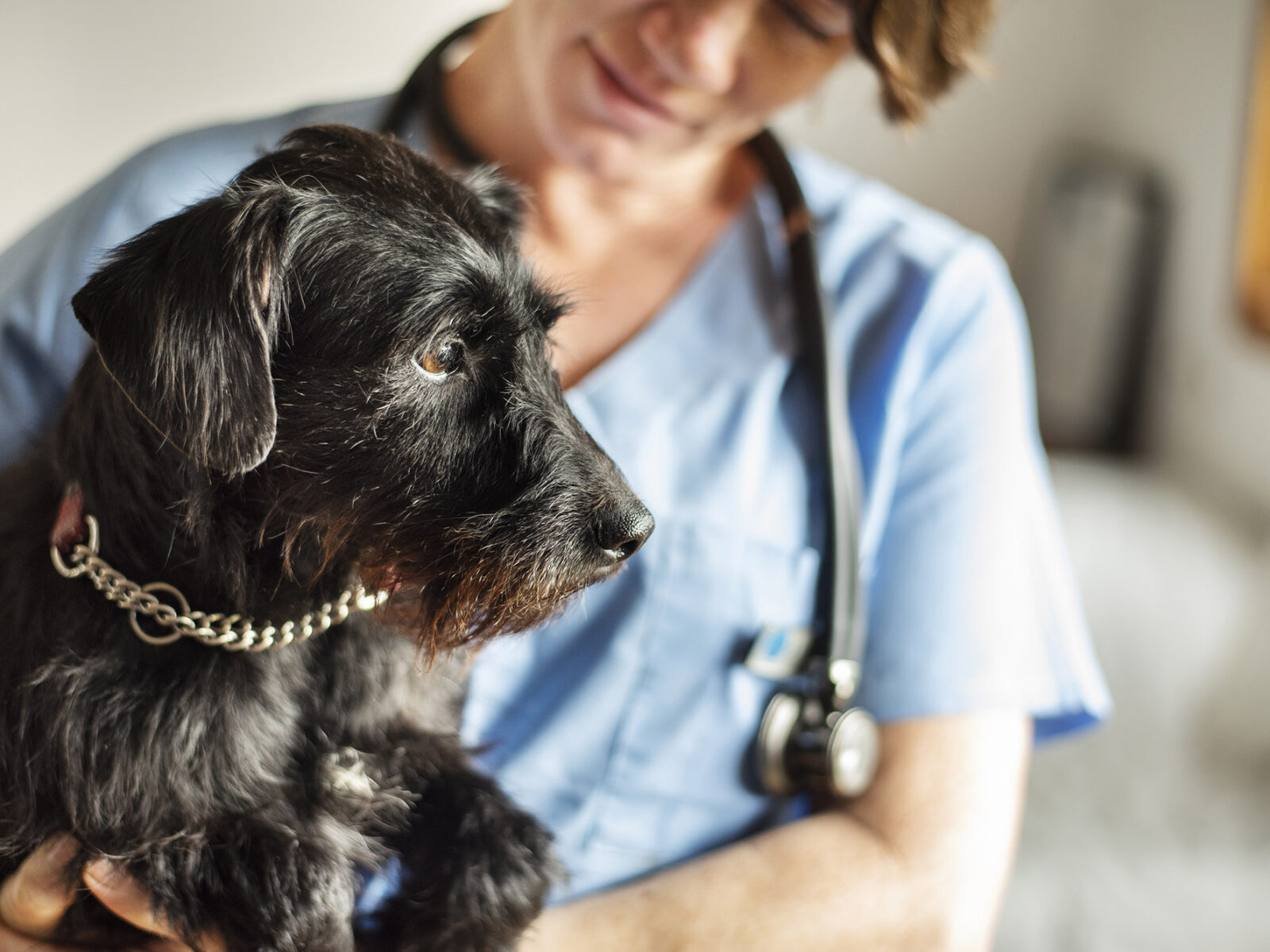 Nearly Half of Dog Owners Are Hesitant to Vaccinate Their Pets The Brink Boston University