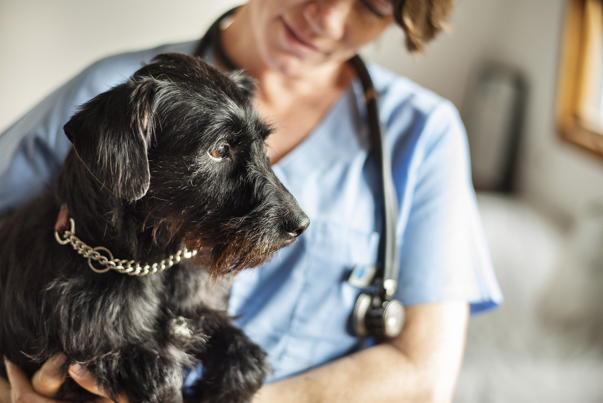 Photo: A veterinarian wearing light blue scrubs and a stethoscope around their neck holds a little black schnauzer in their arms while standing in their office.