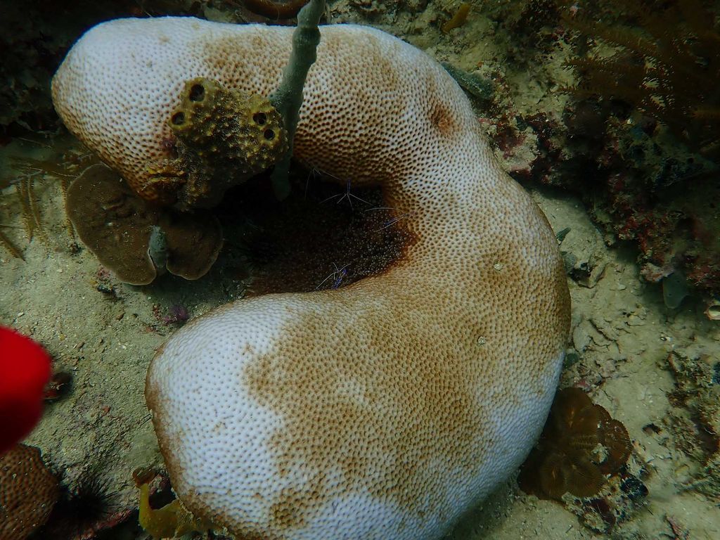 Photo: A bleached coral  seen at a reef near Cristobal Island in Bocas del Toro on August 29, 2023. The white color indicates the bleached parts of the coral, where it has lost its symbiotic algae. It is largely white.