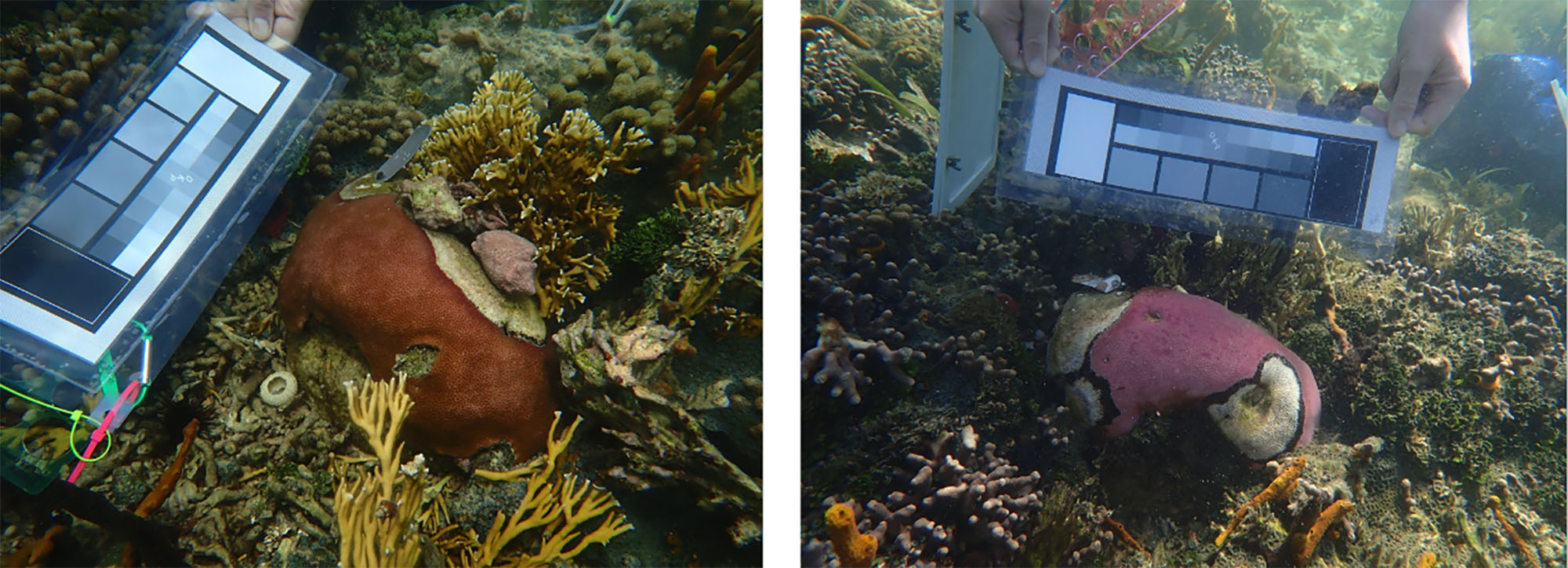 Photo: These two side-by-side images are showing the same sites a year apart, the right side all taken in 2023. The right photo shows bleaching and black band disease.