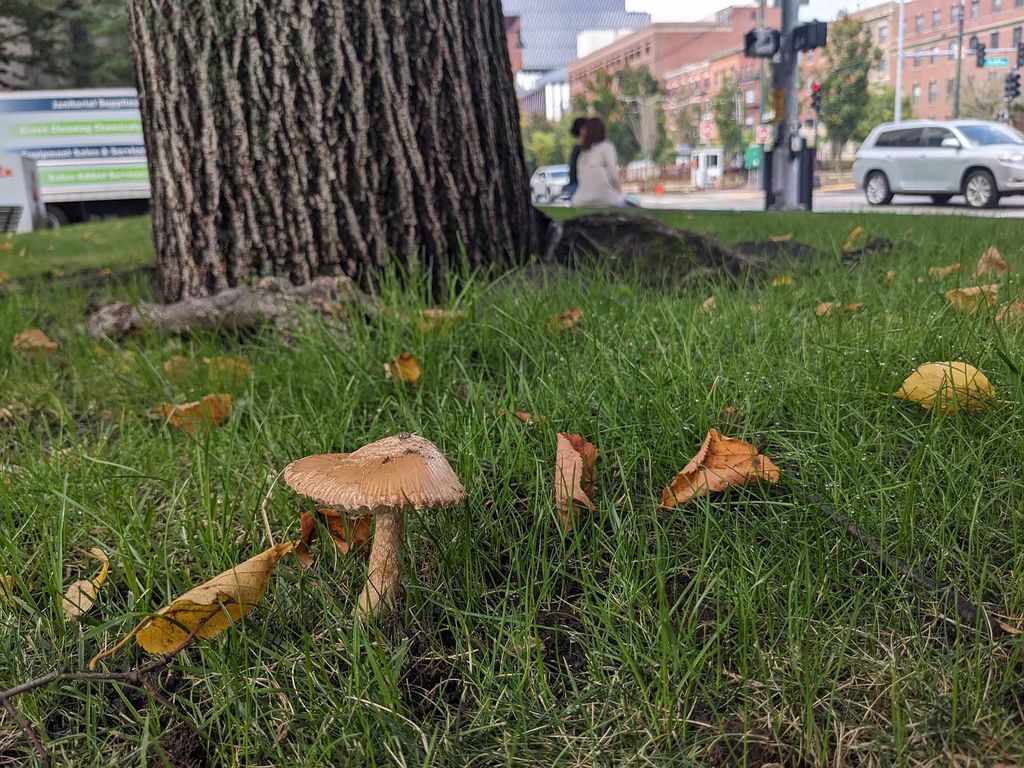 Photo: A cluster of brown mushrooms is shown in a large lawn. People walking around a city street are shown in the blurred background.