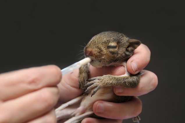 Photo: Zoomed in shot shows a small, baby gray squirrel being held and fed milk with a small eye dropper.