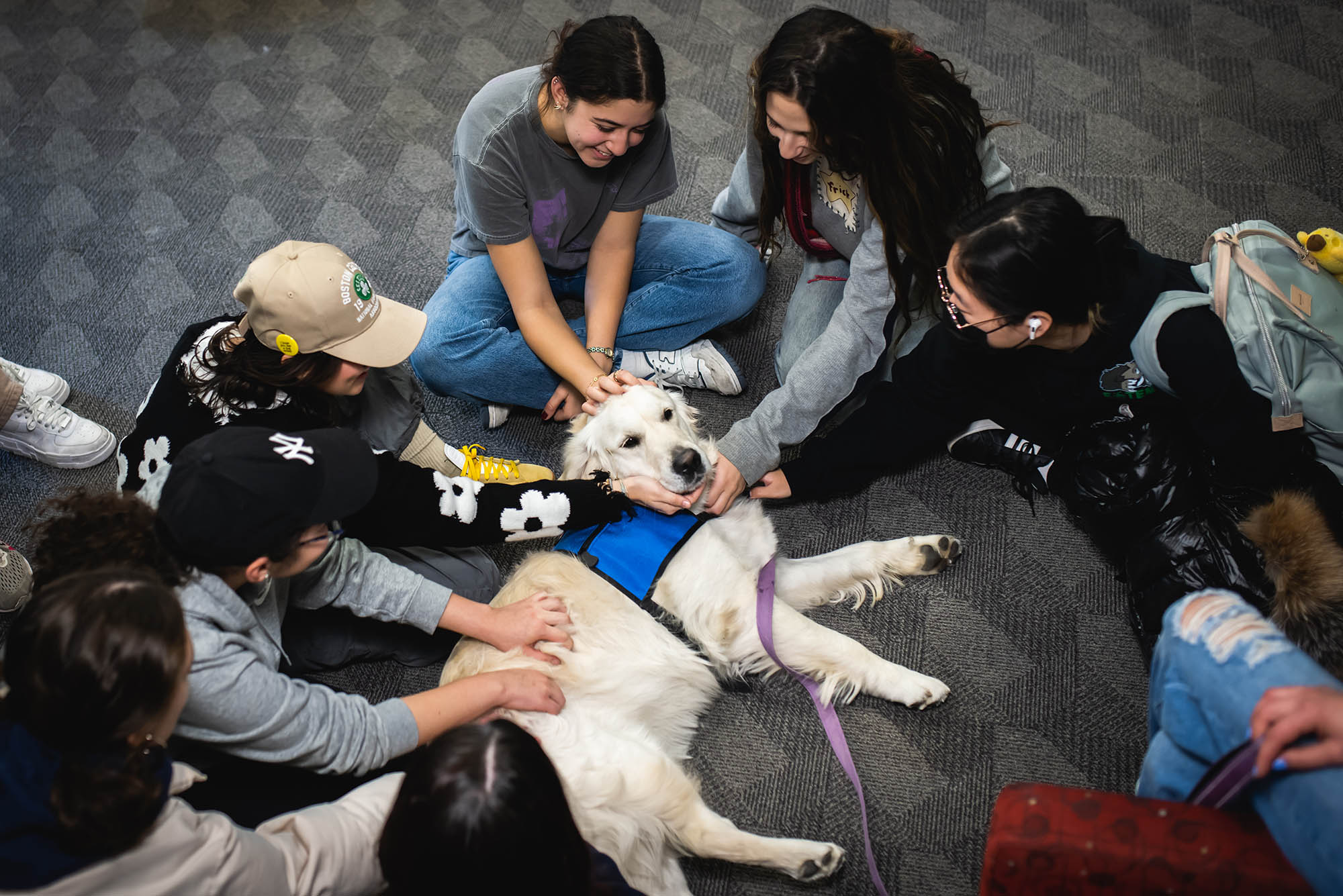 Photo: A bird's eye shot of around six students sat in a circle, petting a therapy dog. The white dog wears a blue vest, is sprawled on the ground, and has his head perched up looking at the crowd around him.