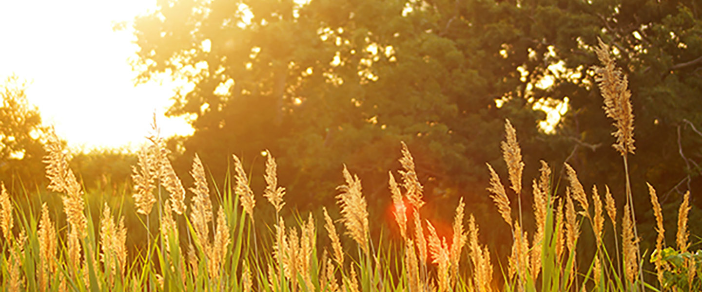 Photo: Scenic shot of a large wheat grass field during a bright sunrise.
