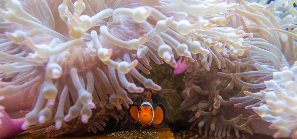 Photo: A clownfish hiding beneath a sea anemone