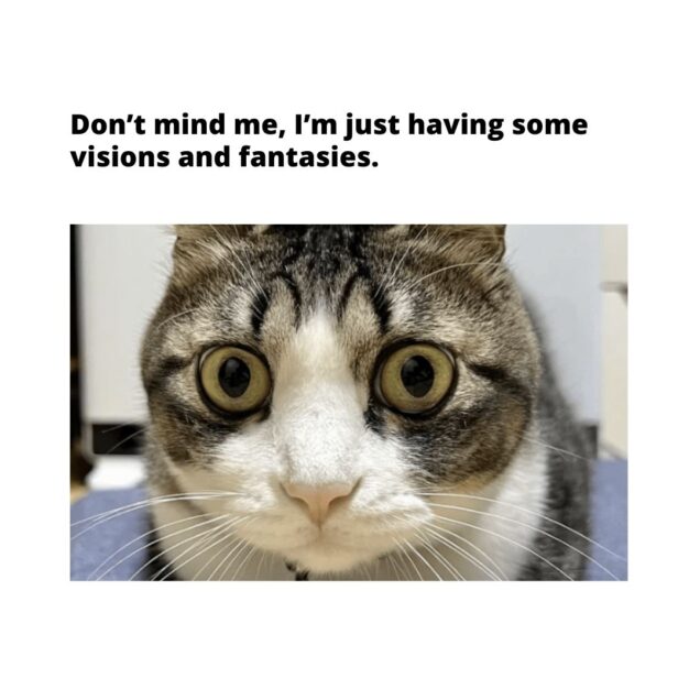 Meme of a tabby cat with the look of an existential crisis on its face. Above the photo of the cat says "Don’t mind me, I’m just having some visions and fantasies."