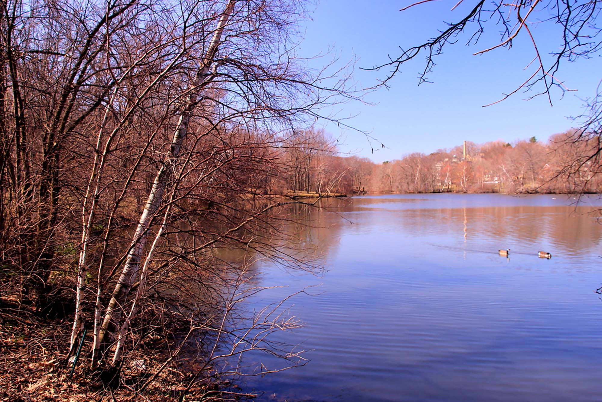 Photo: A shot of a pond in Omstead Park full of dead branches of winter and two geese swimming in the pond.