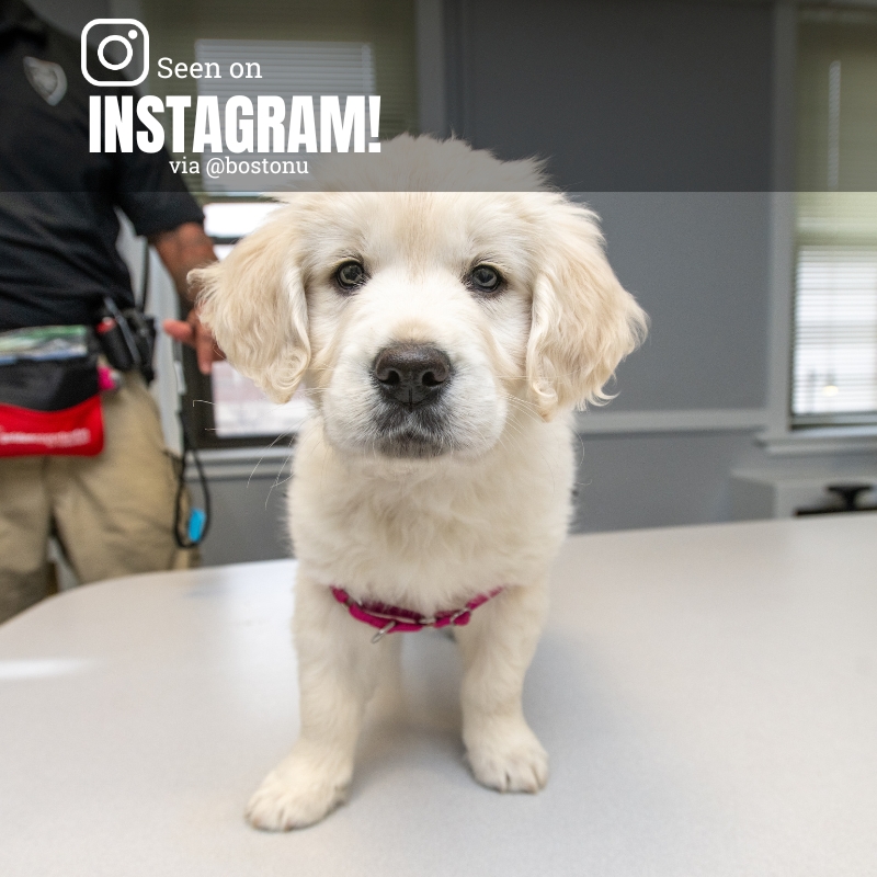Photo: A white fluffy golden retriever stares at a camera screen, nose first. Text overlay reads SEEN ON INSTAGRAM! VIA @bostonu