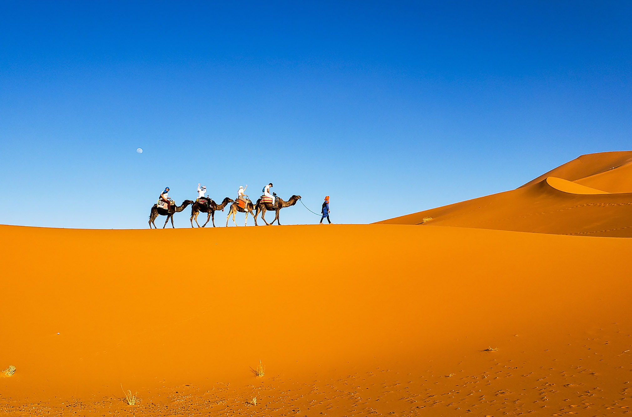 Photo: A wide shot of people riding on camels in a desert, four of them riding and one leading them across. The sky is a bright blue and the sand a deep orange.