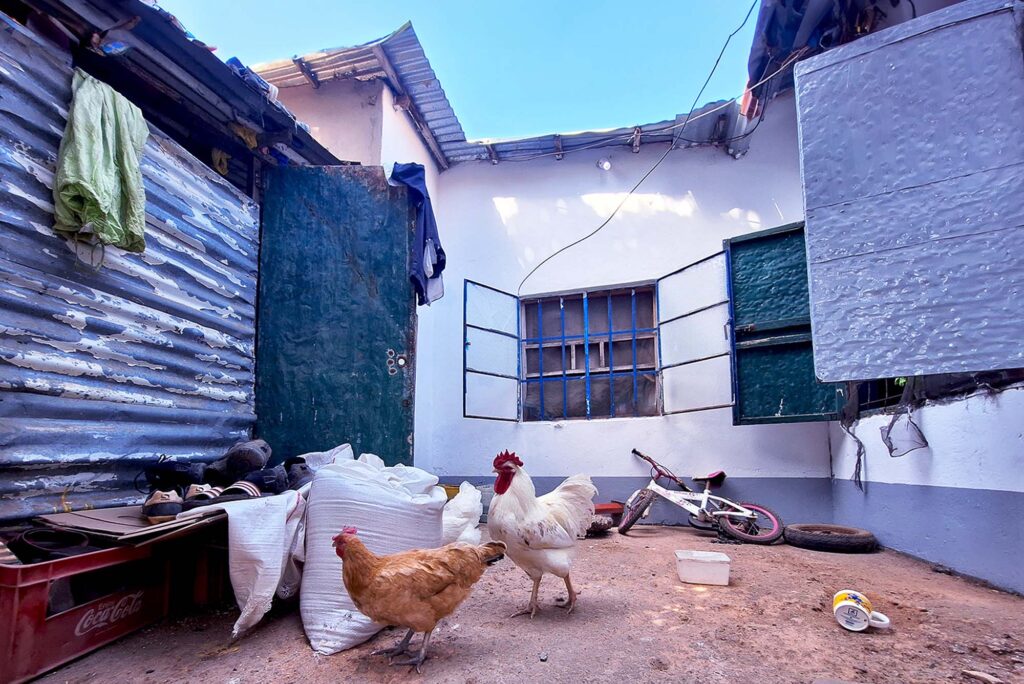 Photo: An editorial photo of chickens in a large outside enclosure. They peck around a ground with walls of warped steel and concrete. The sky is blue.
