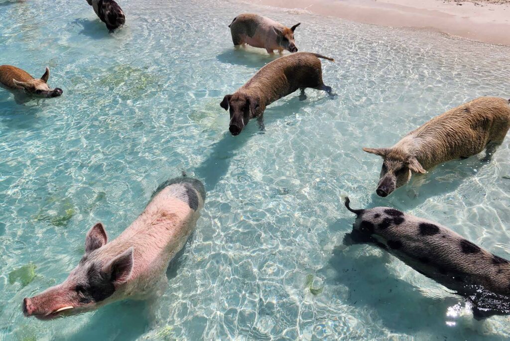 Photo: A birds-eye-view of pigs in clear blue water at the edge of the shore.