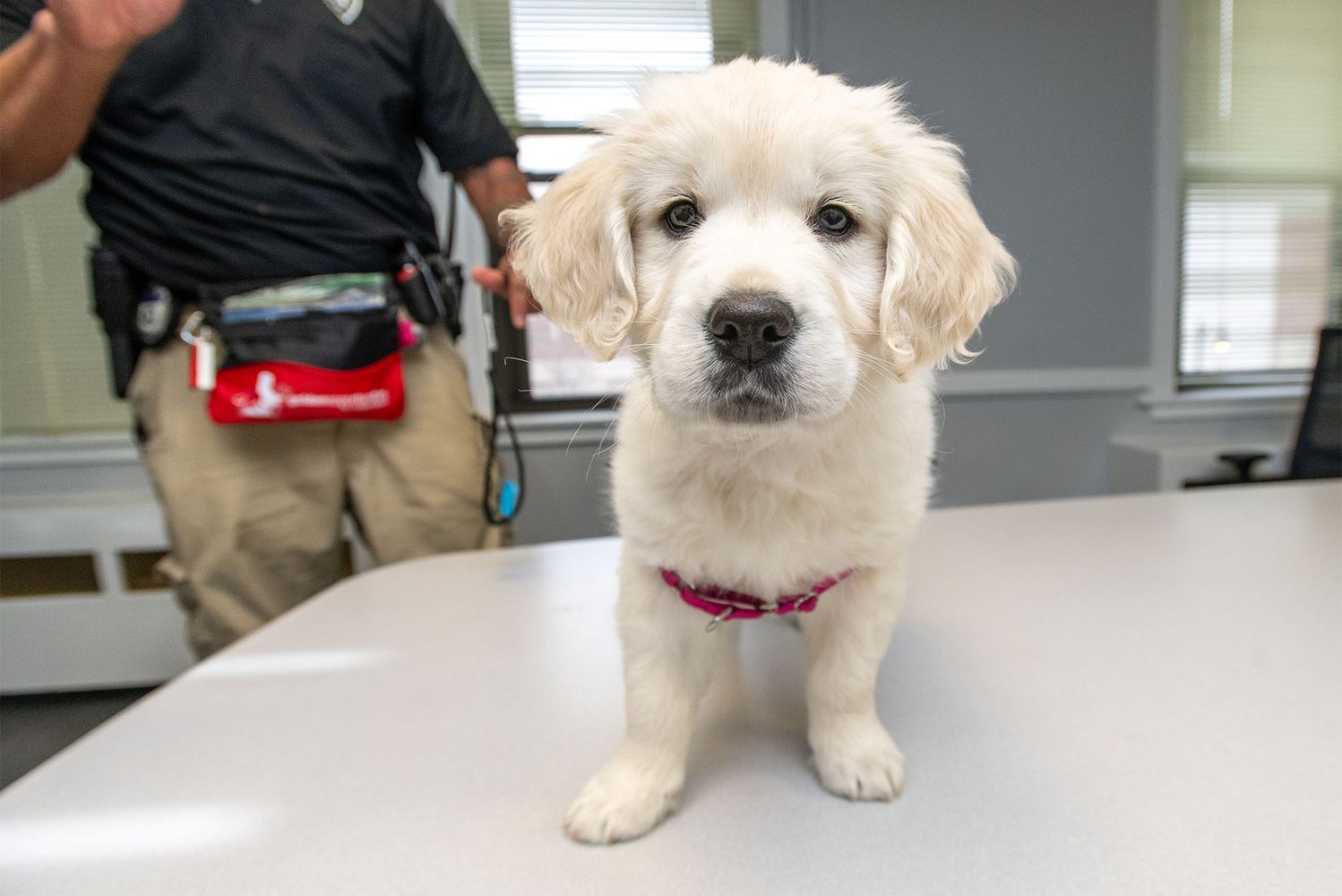 Photo: A white fluffy golden retriever stares at a camera screen, nose first.