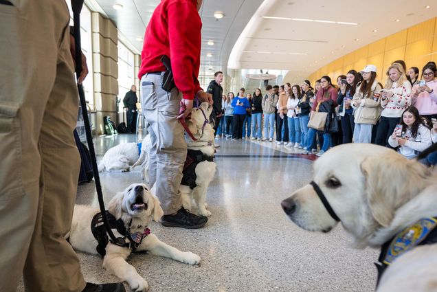 Photo: A picture of many puppies and their handlers at an event with students