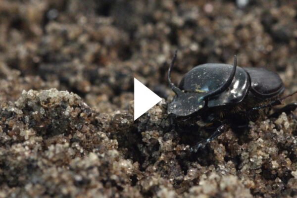Photo: A picture of a dung beetle crawling in the dirt. Picture has a video play button on top of it