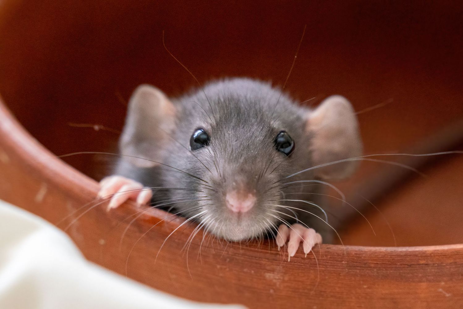 Photo: The head of a gray Dumbo rat on a white background, she sits in a clay plate and looks out, putting her front paws on the edge.