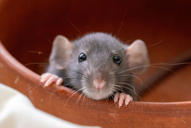 Photo: The head of a gray Dumbo rat on a white background, she sits in a clay plate and looks out, putting her front paws on the edge.