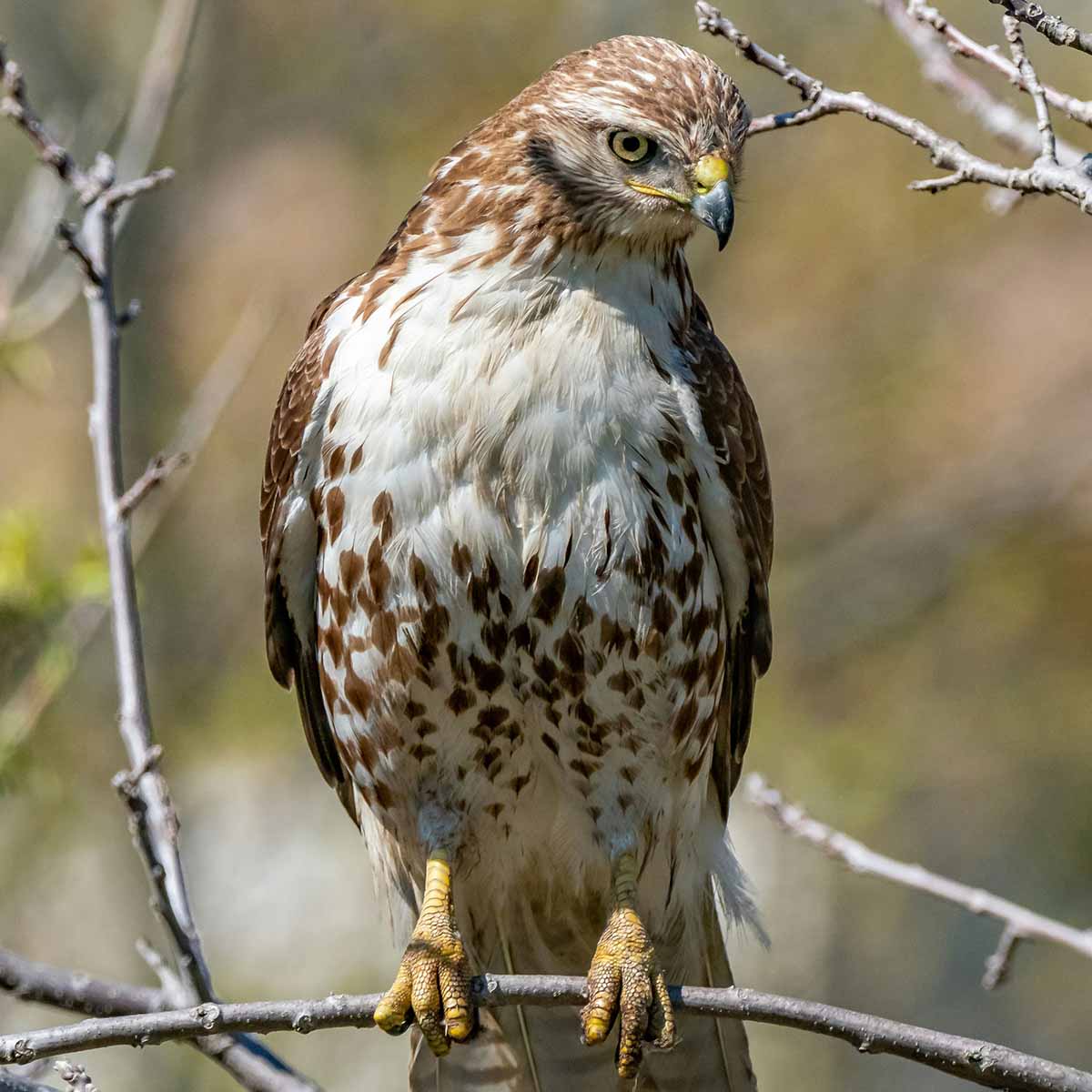 The image shows a majestic red-tailed hawk perched on a tree branch. The hawk has a large, powerful build with broad wings and a distinctive reddish-brown tail feathers that give it its name. Its sharp, hooked beak and intense gaze convey the bird's predatory nature. The hawk is surrounded by lush, green foliage, suggesting a natural, outdoor setting. Overall, the image captures the impressive presence and beauty of this iconic North American raptor.