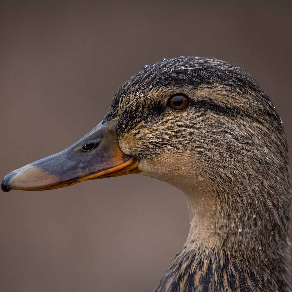 The image depicts a male mallard duck swimming gracefully on a calm body of water. The duck has a neutral blond and brown appearance with a chestnut-colored breast. Its sleek, streamlined body and webbed feet propel it effortlessly through the water. In the background, there is lush, green vegetation, suggesting a natural, wetland environment. The mallard's neutral colors and elegant movements make it a beautiful and recognizable waterfowl species.