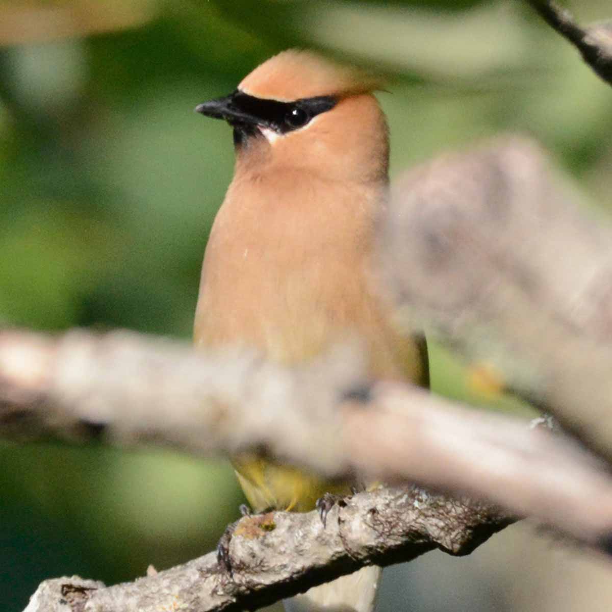 The cedar waxwing is a medium-sized, sleek songbird with a large head, short neck, and short, wide bill. It has a distinctive crest that often lies flat and droops over the back of its head. The wings are broad and pointed, and the tail is fairly short and square-tipped. 
The cedar waxwing has a black mask around its eyes, a tan head and breast, a yellow belly, and grayish-brown upperparts. The tail has a yellow band at the tip, and some of the wing feathers have waxy red tips that give the bird its name. 
Juveniles are more heavily marked than adults, with dusky streaks below and a fainter dark mask. Some birds may also be less intensely colored and lack the red feather tips in the wings. 
Cedar waxwings are known for their acrobatic foraging, often perching at the tips of thin branches to feed on berries and other fruits. They frequently gather in large flocks, especially during the fall and winter months when they can be seen devouring fruit wherever they can find it.