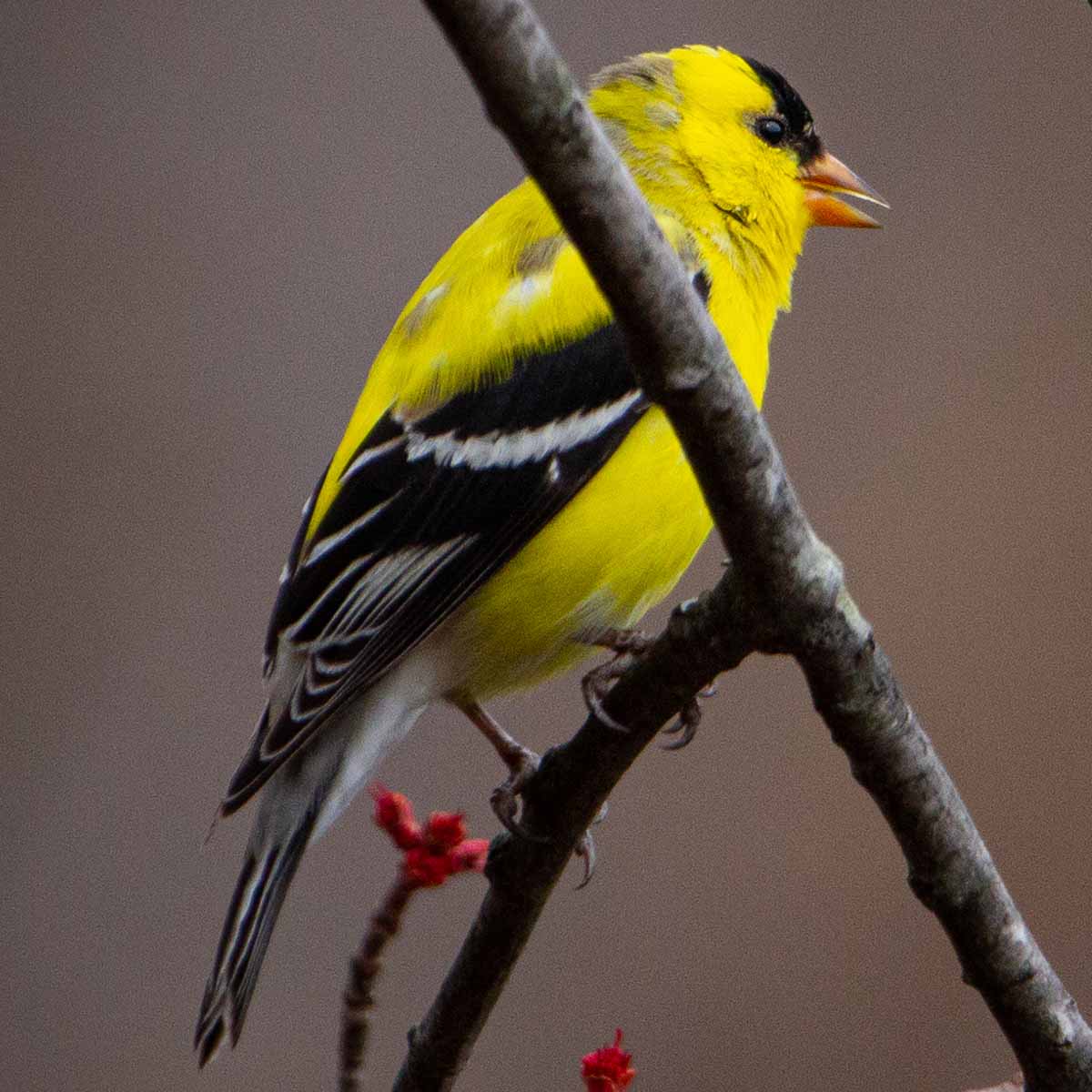 The image depicts a vibrant American goldfinch perched on a branch. The goldfinch has a bright yellow body with black wings and a black cap on its head. Its small, conical beak and alert expression give it a lively, energetic appearance. The goldfinch is surrounded by lush, green foliage, suggesting a natural, outdoor setting. American goldfinches are known for their cheerful, bouncing flight and distinctive call notes, making them a beloved backyard bird species in North America.