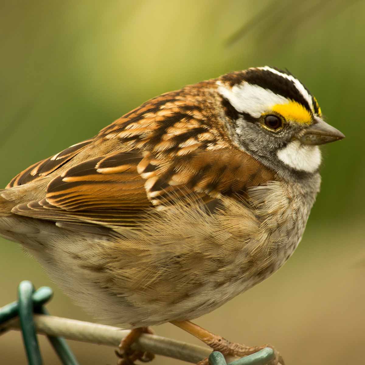The image shows a white-throated sparrow perched on a branch. The sparrow has a distinctive, peanut-sized white throat and white-striped head, contrasting with its blended brown back and wings. Its beak is small and conical, adapted for eating seeds and insects. The sparrow's body is compact and its tail is short, giving it a rounded, cute, mini appearance. The bird is surrounded by lush, green foliage of a natural, woodland setting. White-throated sparrows are a common sight in North America, known for their melodic, whistling song and their tendency to forage on the ground in small flocks.