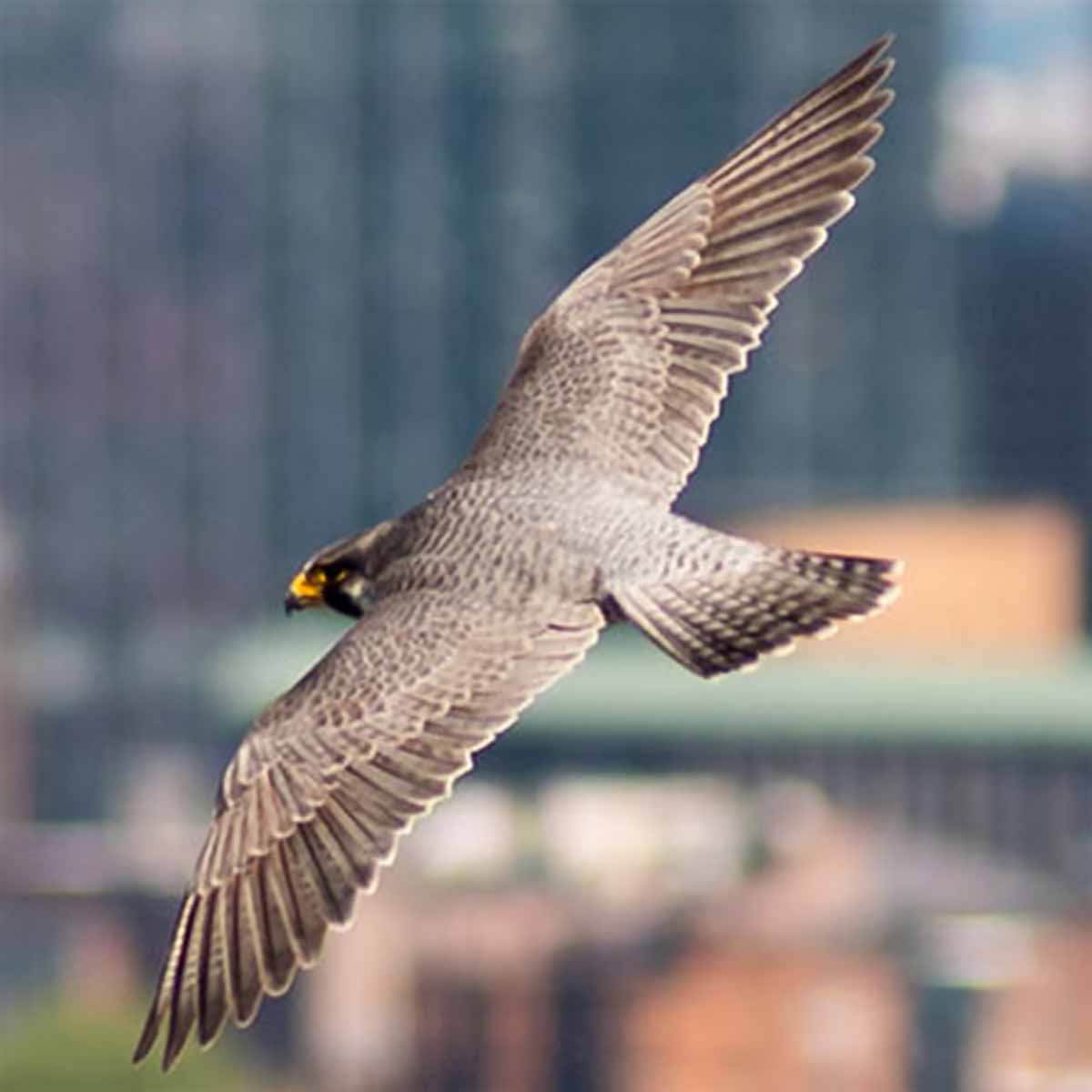 The image shows a peregrine falcon soaring gracefully over the Charles River campus of Boston University. The falcon is the focal point, with its sleek, streamlined body (of neutral off-white and neutral brown feathers) and distinctive hooked beak clearly visible. Its wings are outstretched, propelling it effortlessly through the air. The background is slightly out of focus, but suggests an urban, built-up environment, likely the buildings and infrastructure of the university campus. Peregrine falcons have made a remarkable comeback in recent decades, with nesting pairs now found in many major cities. 