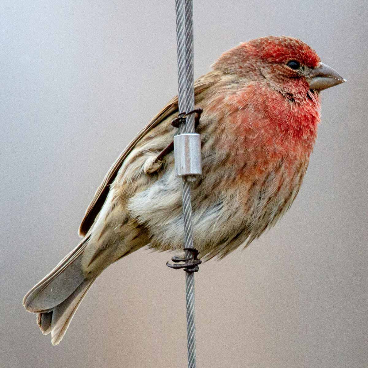 The image shows an upright house finch clinging with both claws to a metallic cable at an 45-degree angle. The finch has a compact, rounded body with a micro, conical beak. Its plumage is a mix of brown, gray, and reddish-pink feathers, with the male's head and breast displaying the distinctive red coloration as it fades into the darker neutrals. The bird's feet are firmly gripping the cable, allowing it to hang at an unusual diagonal angle. The metallic cable stands out against the blurred, out-of-focus background, drawing the viewer's attention to the finch's unique perching position. House finches are known for their adaptability and ability to thrive in urban and suburban environments, often taking advantage of man-made structures like this cable for roosting and foraging.