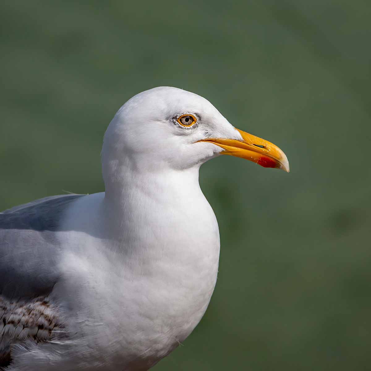 The image shows a herring gull in profile, with its distinctive large, hooked beak and robust body clearly visible. The gull is perched on an unknown structure, with greenish-blue ocean water visible in the out-of-focus background. The bird's plumage is a mix of (mostly) white, gray, and black feathers towards it's wing tips, characteristic of an adult herring gull. The profile angle highlights the gull's strong, angular features and provides a detailed view of its appearance. Herring gulls are known for their adaptability, opportunistic foraging, and prevalence in coastal environments, as described in the search results. Make sure you don't have any bright cars parked near them or you'll have another trip to the carwash in your future.