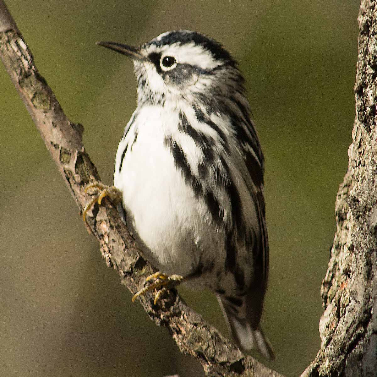 The image depicts a striking black and white warbler perched on a tree branch. The bird has a distinctive black and white striped pattern covering its entire body, starting from it's crown and extending along it's back, down to it's wings contrasting sharply with its white chest and underparts. Its small, pointed beak and alert expression suggest it is actively foraging or surveying its surroundings. The warbler's compact, streamlined shape and the blurred, out-of-focus greenery in the background indicate this is a close-up, detailed view of the bird in its natural woodland habitat. Black and white warblers are known for their unique monochromatic coloration and acrobatic movements as they search tree trunks and branches for insects, making them a visually captivating species for birdwatchers.