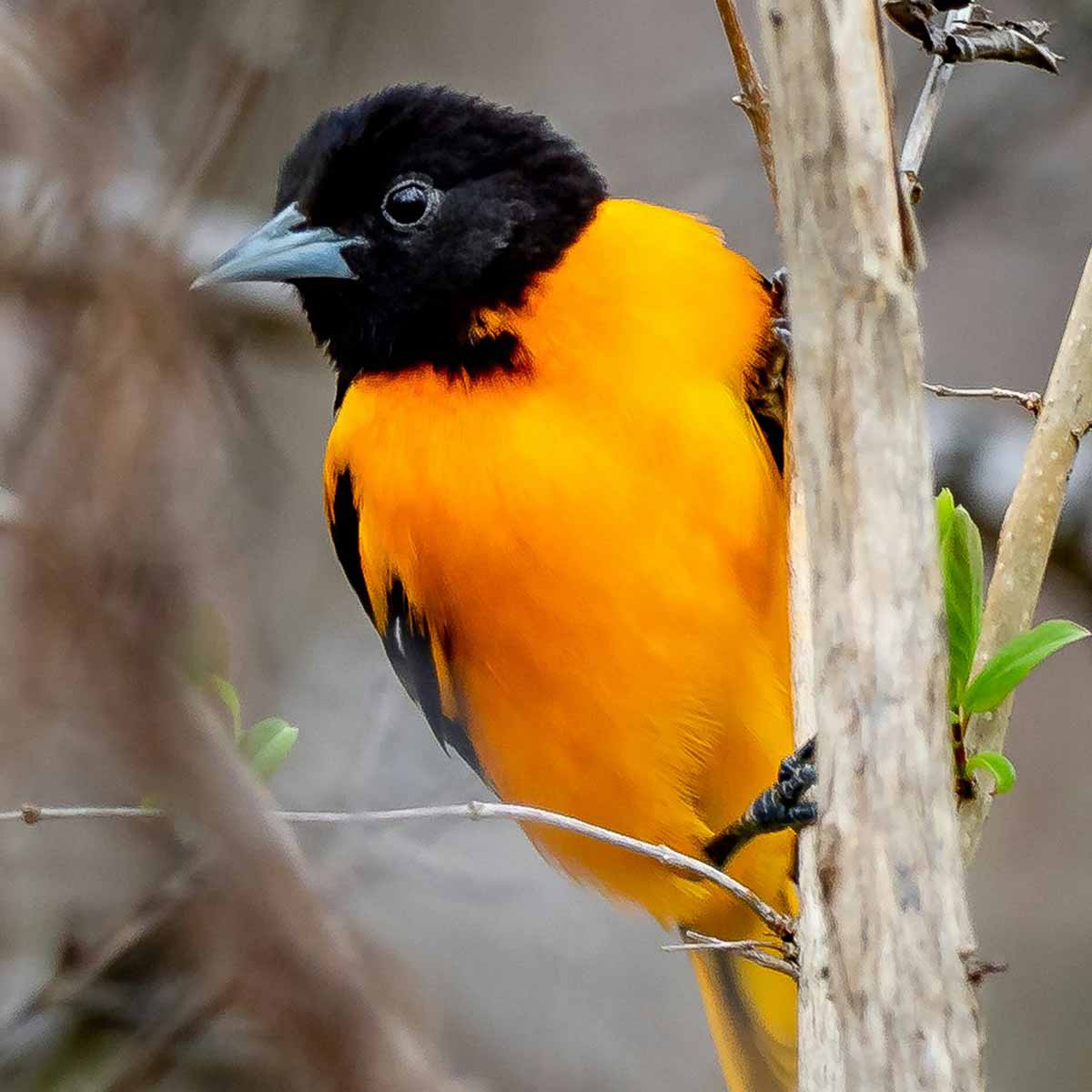 A Baltimore oriole peeking out from the side of a tree branch, as if it has sensed something in its environment. The oriole's distinctive black head, bright orange body bars are clearly visible, allowing the viewer to easily identify the species. The bird's head is turned slightly to the side, giving it an alert, inquisitive expression. This dynamic, candid pose captures the Baltimore oriole's natural curiosity and adaptability, as it navigates its woodland habitat. The blurred, out-of-focus background further emphasizes the bird as the central focus of the image.