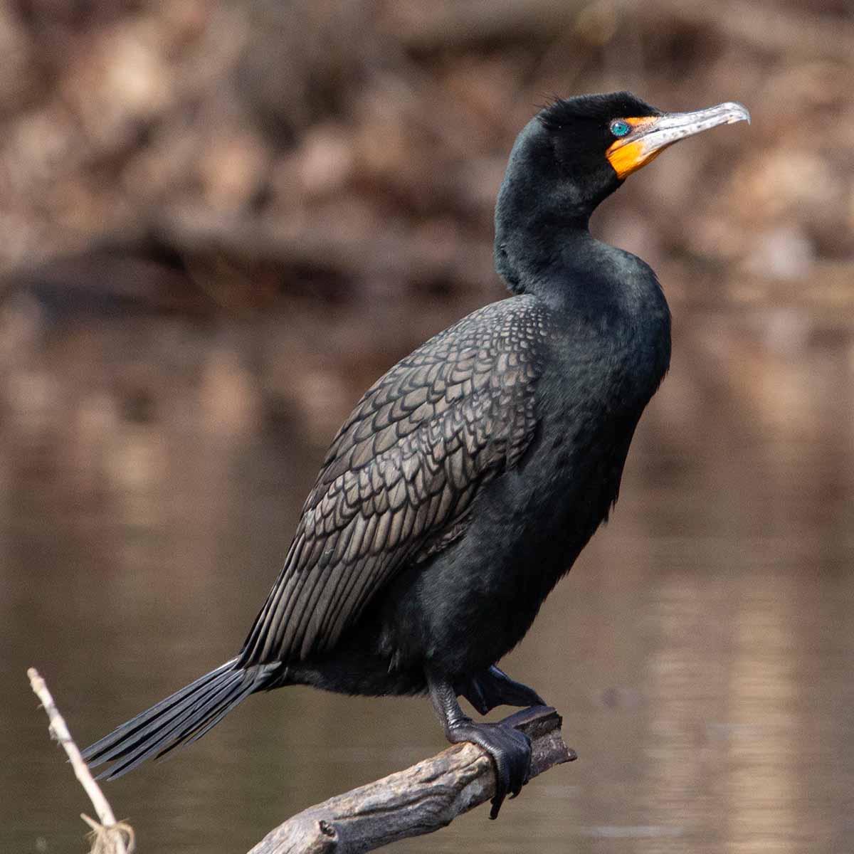 The image shows a double-crested cormorant perched at the very end of a branch that is hanging over a body of water, likely a pond or lake. The cormorant is captured in profile, allowing the viewer to clearly see its somewhat long, slender neck, hooked beak, and dark, iridescent feathers. Its similarly black webbed feet are gripping a old dried-out branch, keeping it balanced as it surveys the water below. The cormorant's wings are folded neatly against its body, rather than spread out to dry, suggesting it may have just finished a dive or swim in the pond. The blurred, out-of-focus water in the background provides context for the bird's typical wetland habitat. This profile view highlights the cormorant's streamlined, adapted features for its aquatic lifestyle, while its precarious perch on the branch's end adds a sense of drama and tension to the scene.

