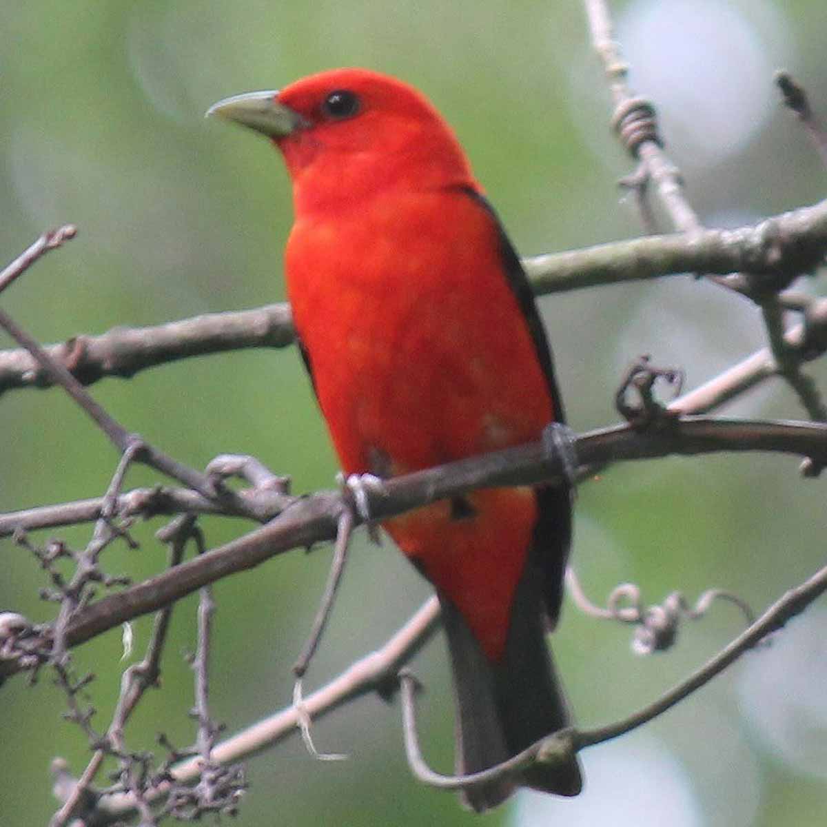The image captures a stunning close-up view of a male scarlet tanager, shot from the front with the bird's head tilted sharply to the left. The tanager's vibrant, scarlet-red plumage covers its entire head and body, contrasting dramatically with its black wings. The bird's small, sharp beak and alert, tilted expression give it an inquisitive, almost quizzical appearance as it surveys its surroundings. The tanager's chest is prominently displayed, showcasing the rich, saturated red coloration that is a defining feature of this species. The blurred, out-of-focus background places all the emphasis on the tanager's striking visual details and unique head positioning, creating an engaging, dynamic portrait of this beautiful songbird.
