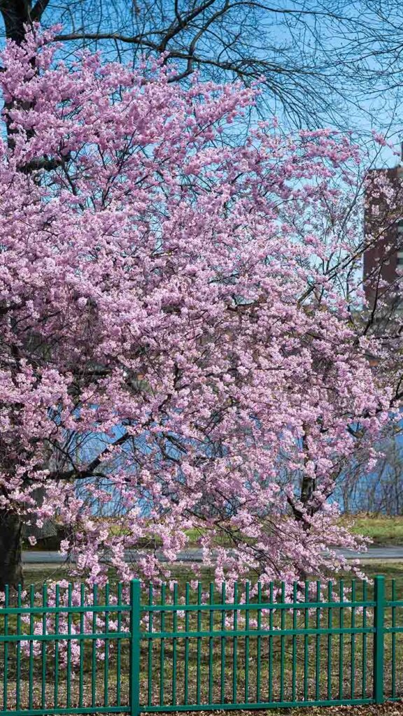 Photo: A stock photo with pink blossoms on the brink of the Charles River.