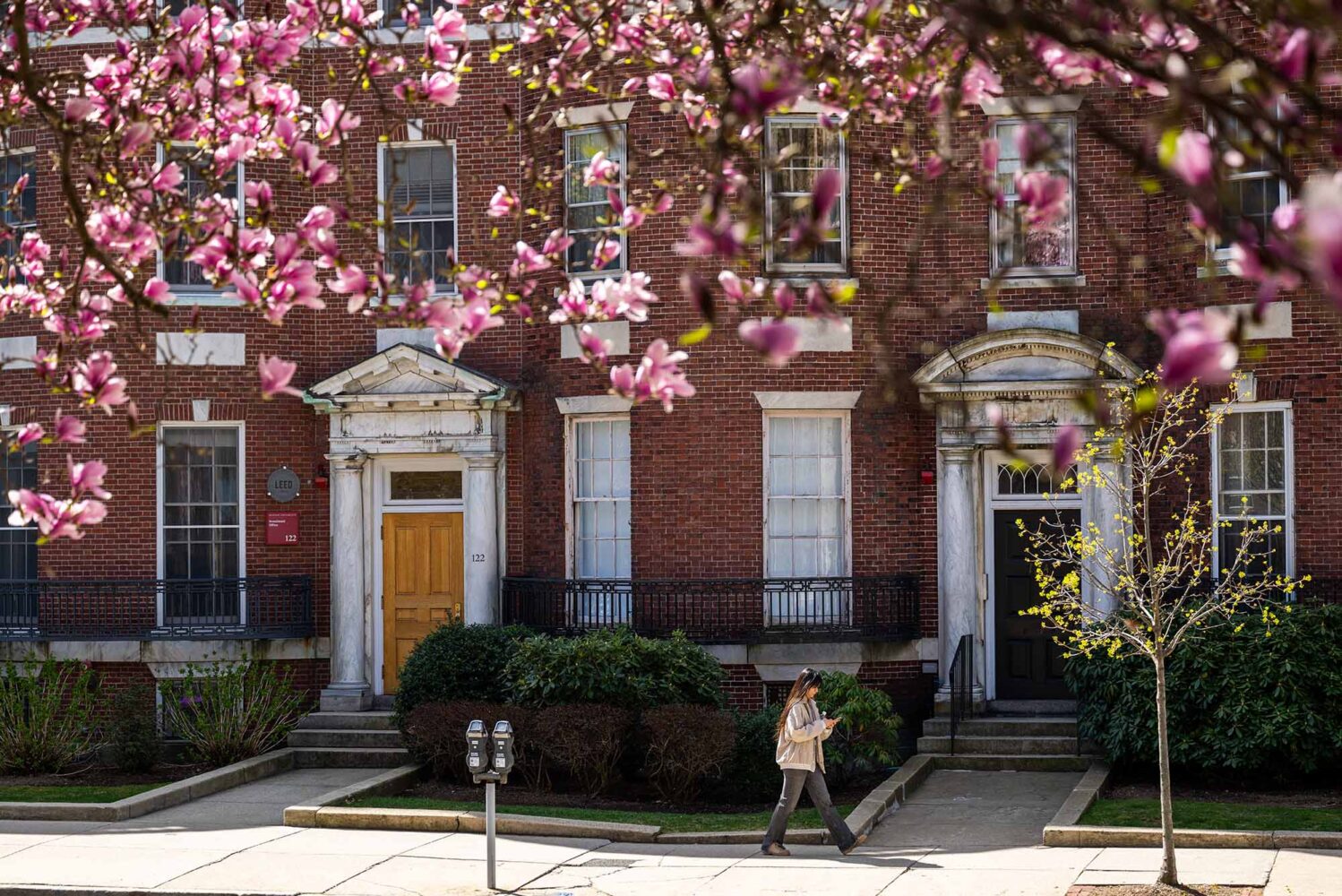 Photo: A picture of a woman walking down a city street with magnolias in bloom