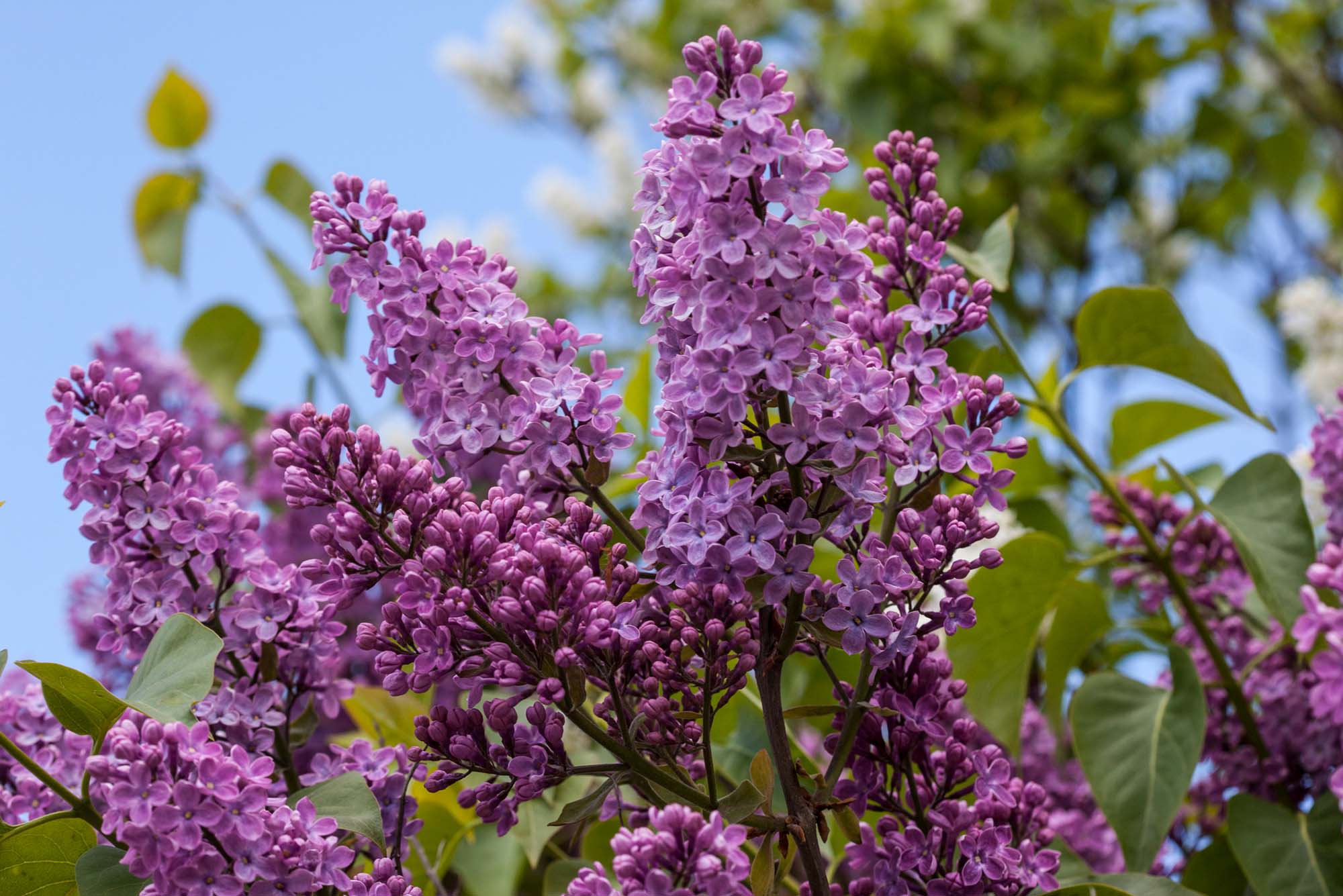 Photo: A picture of lilacs in bloom