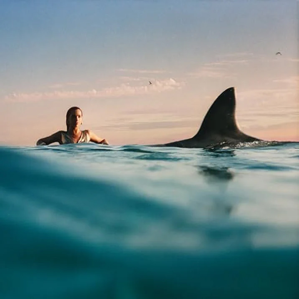 Photo: An album cover of a girl swimming in the ocean and a shark appearing next to her