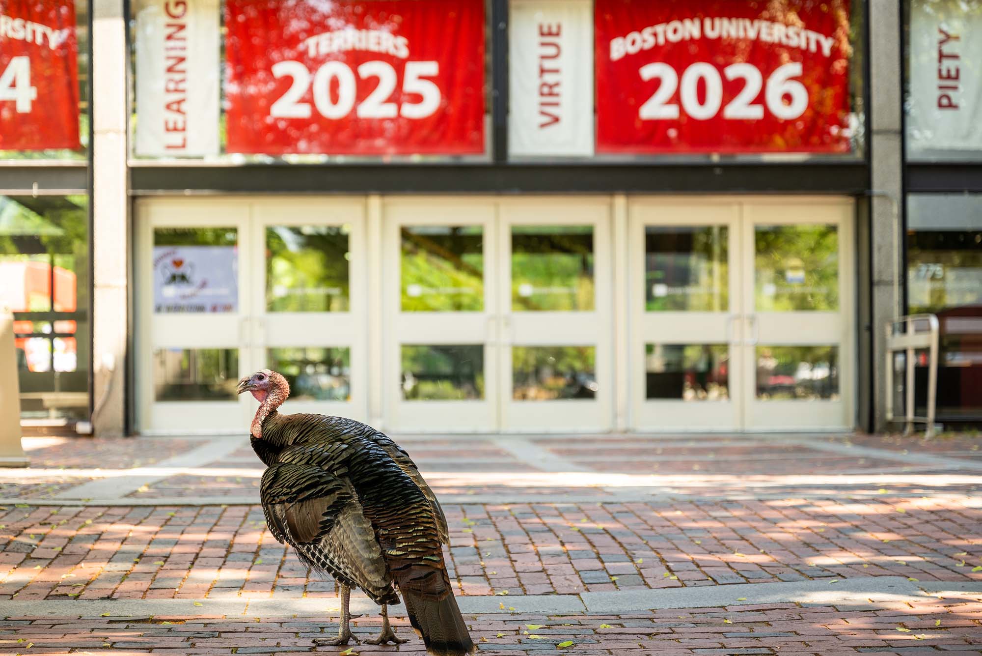 Photo: A picture of a turkey on Boston University