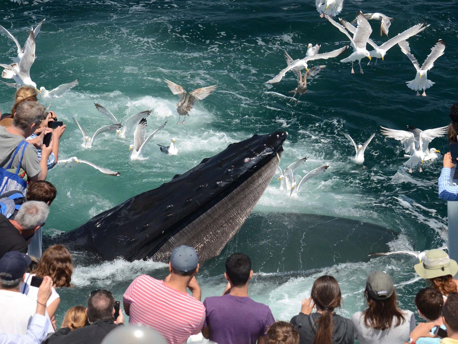 To Do Today New England Aquarium Whale Watch BU Today Boston University