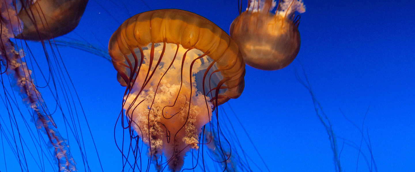 Photo: Large jellyfish from the Monterey Bay Aquarium are shown swimming in dark blue water.
