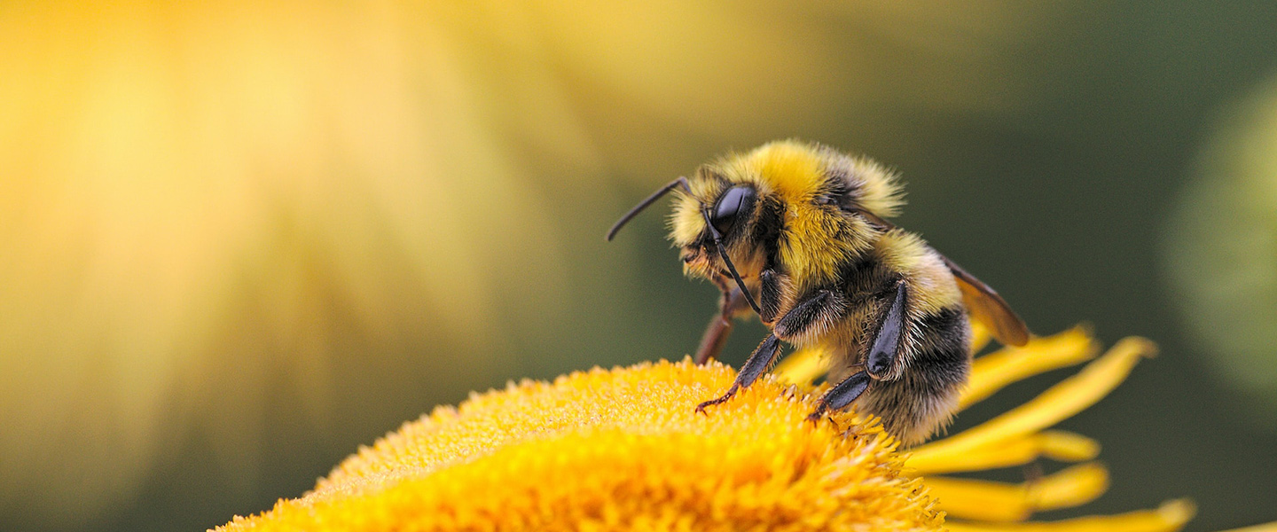 Photo: Zoomed in shot of a honey bee resting on a yellow flower.