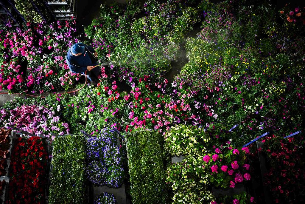 Photo: A grounds worker watering pink and purple flowers