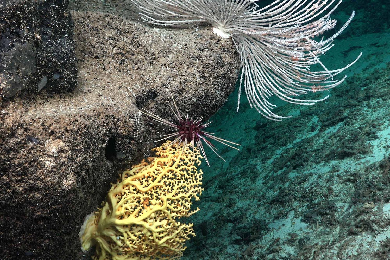Photo: A coral reef in the deep ocean