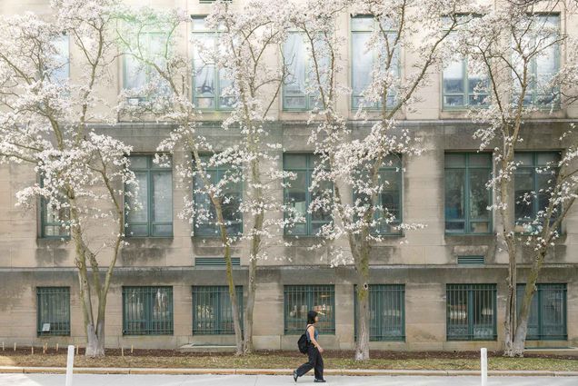 Photo: A student walking down the sidewalk with trees blooming with white flowers.