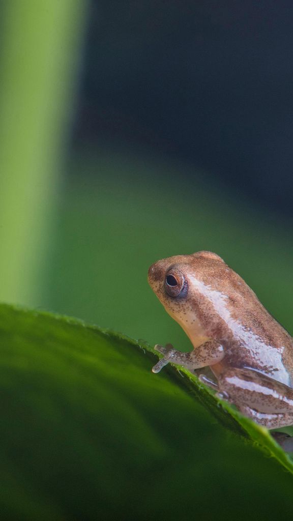 Photo: A small green frog on a leaf in India, near Kerala