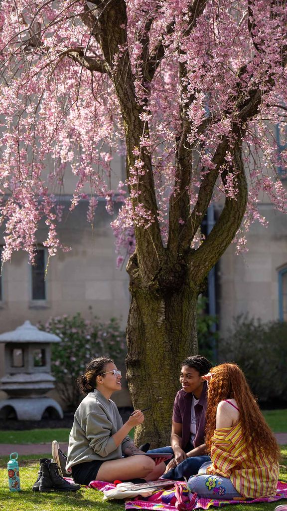 Photo: A magnolia tree and students sitting under it