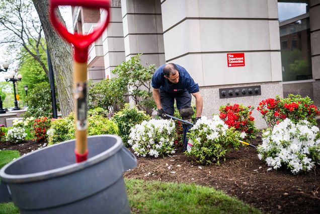 Photo: A man who works for BU gardening around campus.