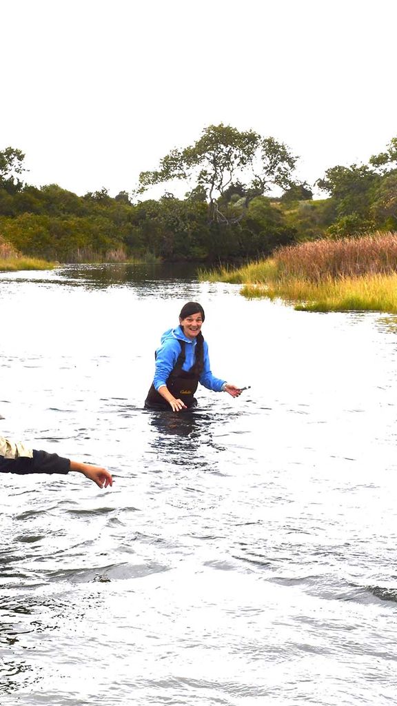 Photo: Three people wading through a creek and collecting herring samples
