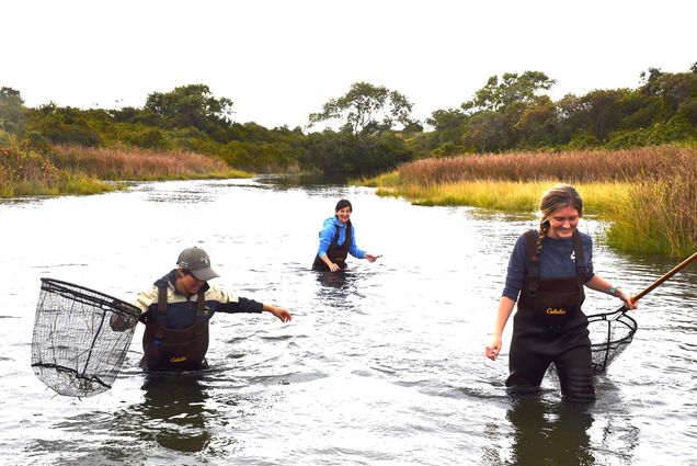 Photo: Three people wading through a creek and collecting herring samples