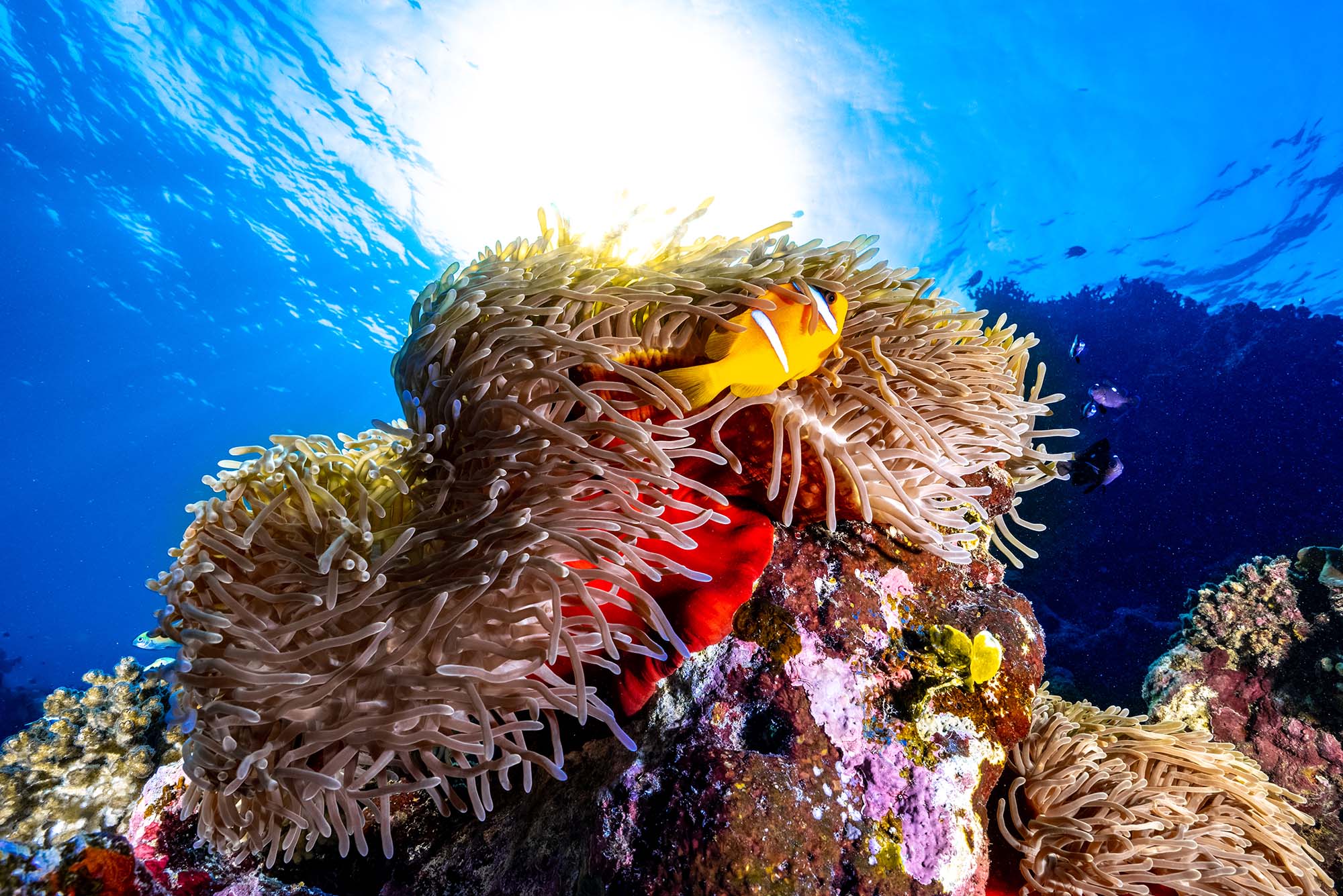 Photo: A coral reef structure with anenome, vibrantly in color