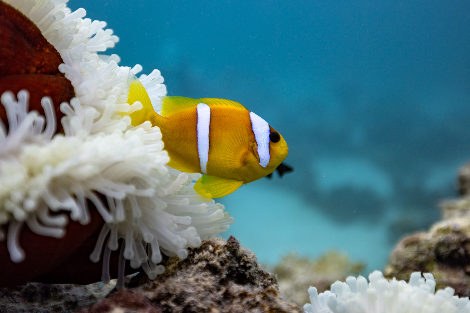 Photo: A clownfish swimming out from an anenome